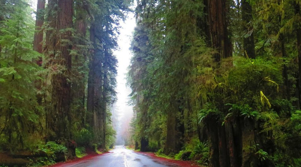 Prairie Creek Redwoods State Park, California, USA